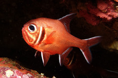 Trachichthys australis
