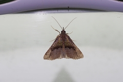 Hypena gonospilalis