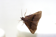 Hypena gonospilalis