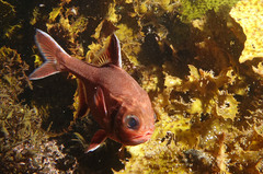 Trachichthys australis