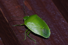 Glaucias subpunctatus