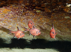 Trachichthys australis