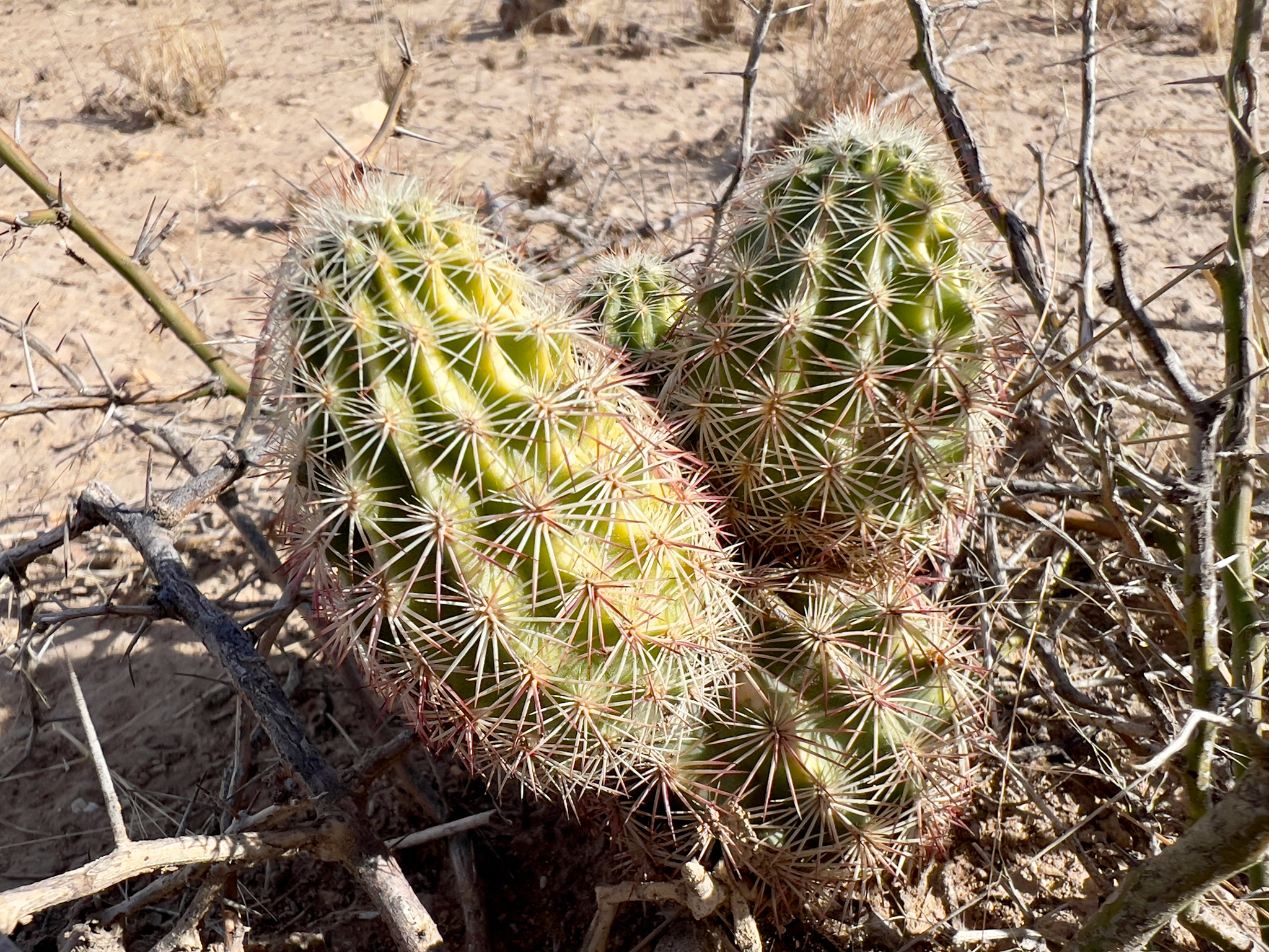 Lloyd’s Hedgehog Cactus (Echinocereus ×)