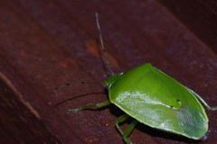 Glaucias subpunctatus