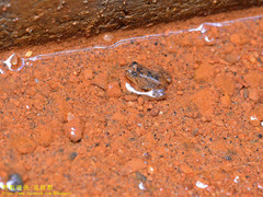 Lankanectes corrugatus