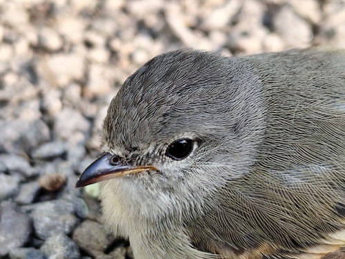 Southern Beardless-Tyrannulet