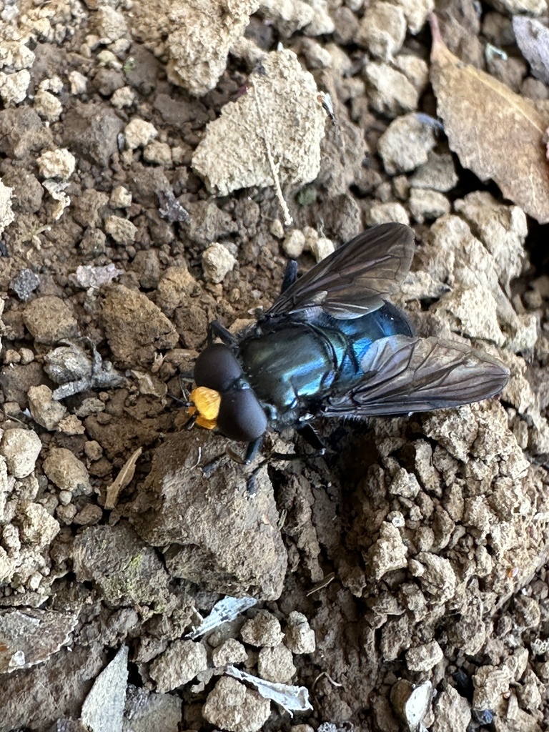 Sterphus coeruleus