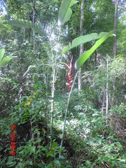Heliconia pendula