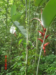 Heliconia pendula