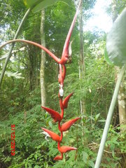 Heliconia pendula
