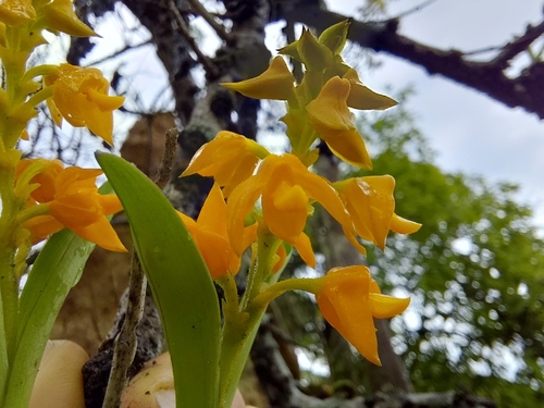 Polystachya epiphytica