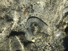 Holothuria atra