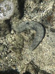 Holothuria atra
