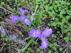 Iris planifolia