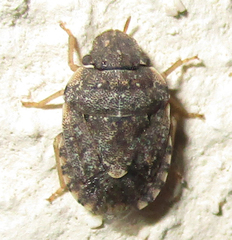 Sciocoris