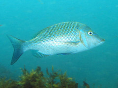 Lethrinus nebulosus
