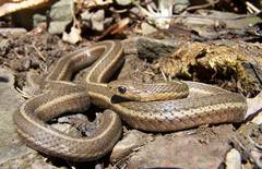 Thamnophis brachystoma