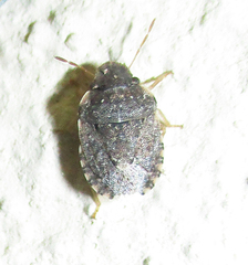 Sciocoris