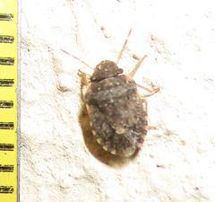 Sciocoris