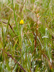 Prasophyllum incorrectum