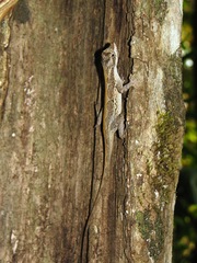 Anolis lemurinus