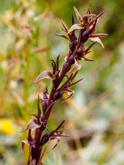 Prasophyllum incorrectum