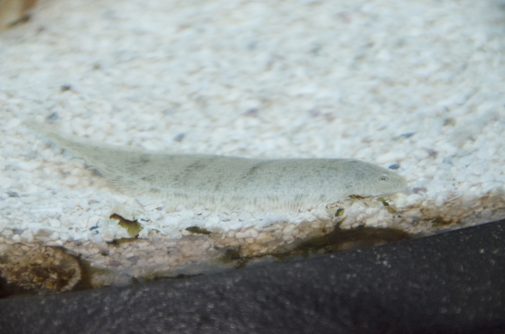 Northern tonguefish (Symphurus pusillus) — Cynoglossidae