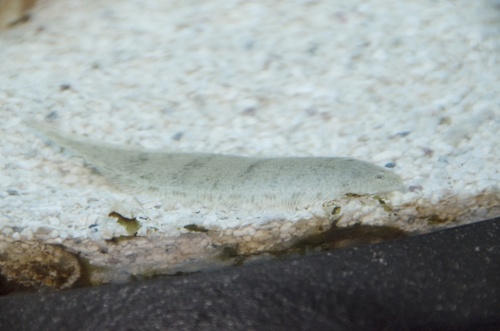 Northern tonguefish (Symphurus pusillus) — Cynoglossidae