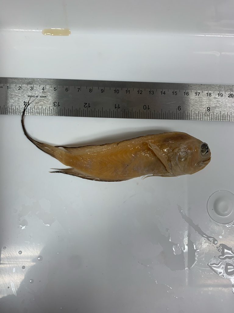 Longtail jawfish (Lonchopisthus sinuscalifornicus) — Opistognathidae