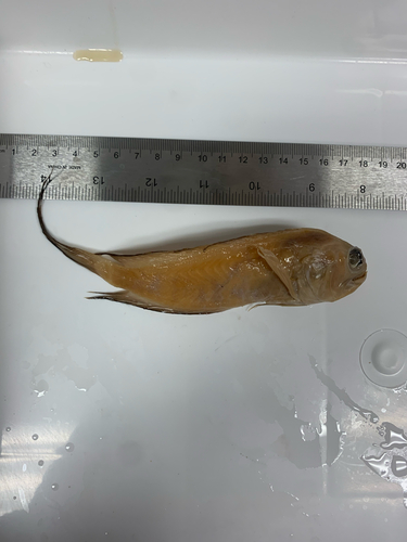 Longtail jawfish (Lonchopisthus sinuscalifornicus) — Opistognathidae