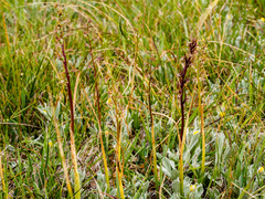 Prasophyllum incorrectum