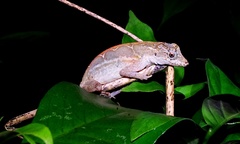 Anolis lemurinus