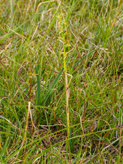 Prasophyllum incorrectum