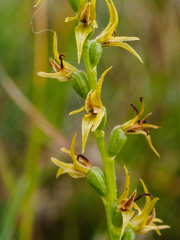 Prasophyllum incorrectum