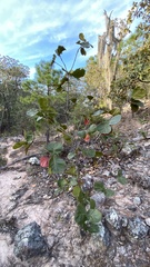 Quercus jonesii