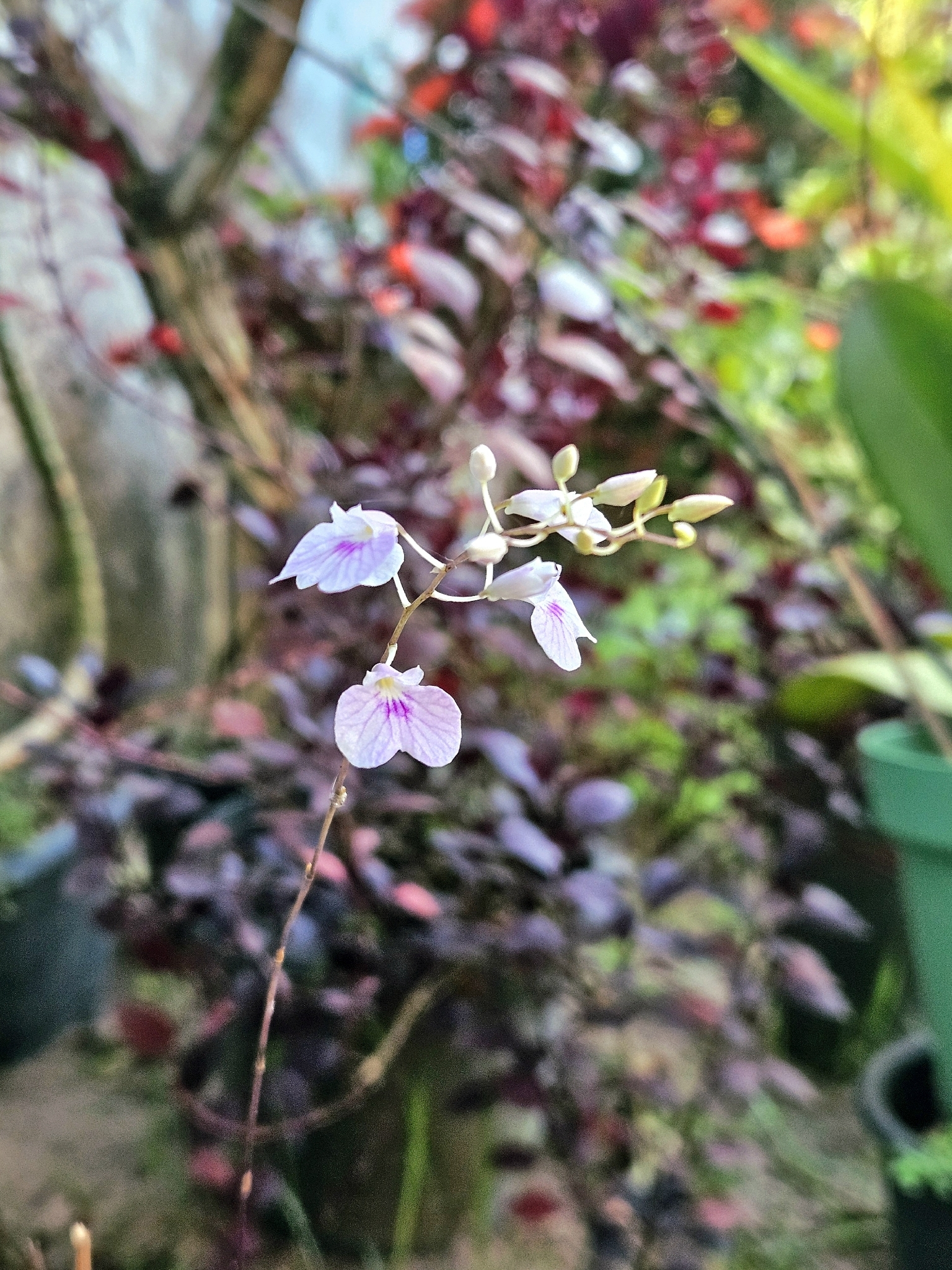 Ionopsis utricularioides