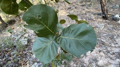 Quercus jonesii