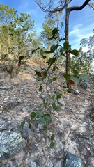 Quercus jonesii