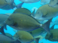 Prionurus maculatus