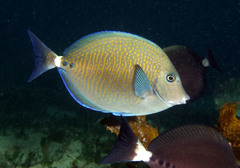 Prionurus maculatus