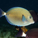 Sawtail Surgeonfishes - Photo (c) Marine Explorer (Dr John Turnbull), some rights reserved (CC BY-NC-SA)