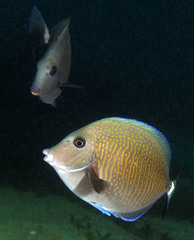 Prionurus maculatus