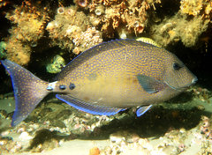 Prionurus maculatus