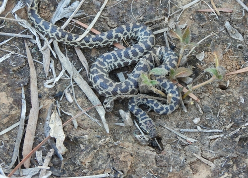 Spotted Python sighting