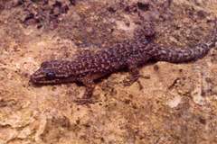 Phyllodactylus insularis