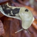 太平洋香蕉蛞蝓 - Photo (c) ritchie，保留部份權利CC BY-NC