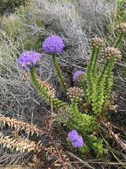 Pseudoselago pulchra