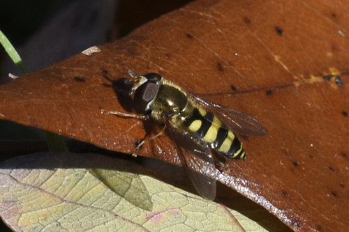 Unknown species found near Floracliff Nature Sanctuary, 8000 Elk Lick Falls Rd, Lexington, KY 40515, USA