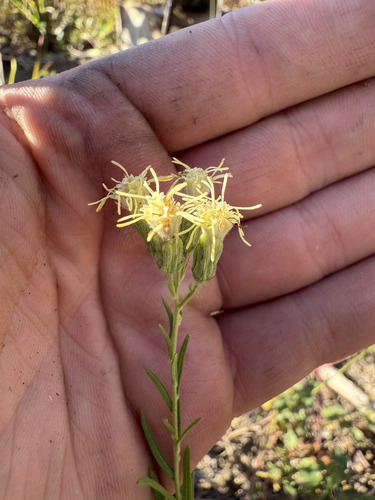 False Boneset (Brickellia eupatorioides)