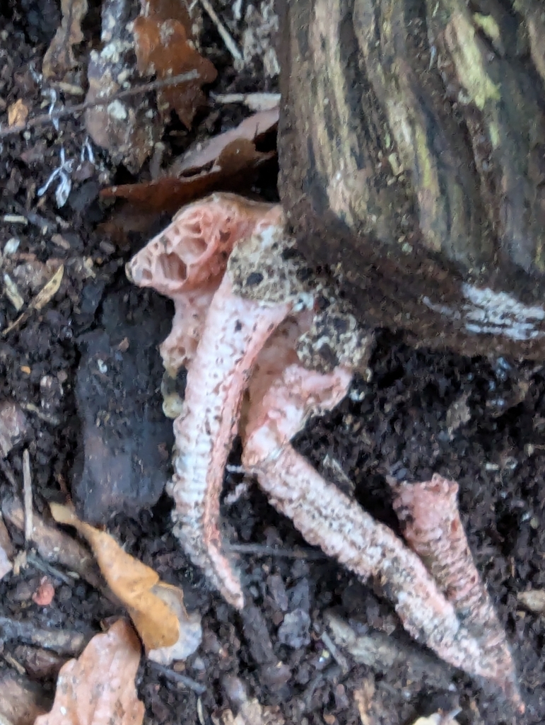 Clathrus archeri · November 2025 · photo: © pilmar (iNaturalist, cc0)